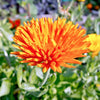 50 RADIO ENGLISH MARIGOLD Calendula Officinalis Orange & Yellow Pot Flower Seeds