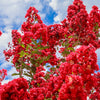 50 MIXED CREPE MYRTLE Lagerstroemia Indica Tree Shrub Crape  6 Color Mix - Red, Purple, Light Pink, Dark Pink, White, & Lilac Flower Seeds