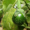 10 KERMIT EGGPLANT Green White Thai Solanum Melongena Fruit Vegetable Seeds