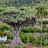 Dragon Tree Seeds – Dracaena Draco Canary Island Drago Blood Asparagus Yucca Evergreen Succulent Houseplant – photo 8