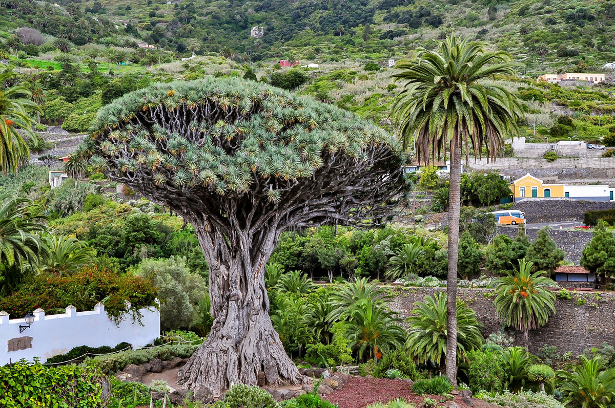 Dragon Tree Seeds – Dracaena Draco Canary Island Drago Blood Asparagus Yucca Evergreen Succulent Houseplant – photo 8