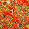 Red Flowering Dwarf Quince Seeds – Shrub Fruit Chaenomeles Japonica Scarlet – photo 9