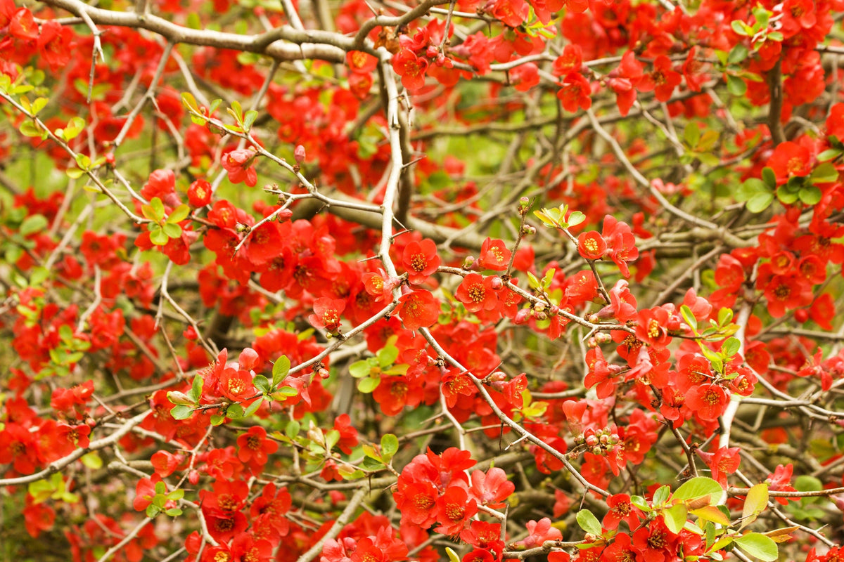 Red Flowering Dwarf Quince Seeds – Shrub Fruit Chaenomeles Japonica Scarlet – photo 9