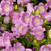 Mixed Colors Cup & Saucer (Canterbury Bells) Campanula Medium Flower Seeds – photo 13