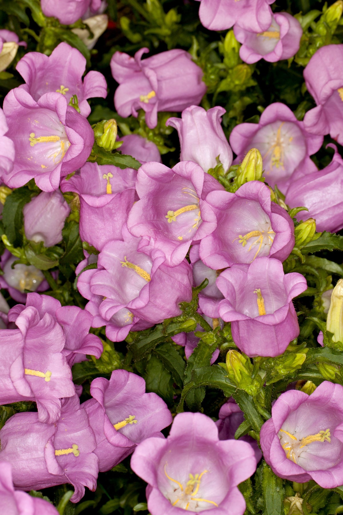 Mixed Colors Cup & Saucer (Canterbury Bells) Campanula Medium Flower Seeds – photo 13
