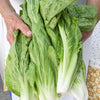 250 SUGAR LOAF ENDIVE Radicchio Escarole Cichorium Intybus Green Vegetable Seeds