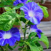 40 CARNEVALE di VENEZIA MORNING GLORY Pink & Purple with White Stripes Ipomoea Purpurea Flower Vine Seeds