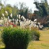 10 SILVER MAIDEN GRASS Miscanthus Sinensis Japanese Pampas Perennial Flower Seeds
