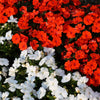50 DWARF RED IMPATIENS Scarlet Walleriana Part Sun or Full Shade Flower Seeds
