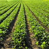 1000 GOLDEN BALL TURNIP Heirloom Yellow Brassica Rapa Root Vegetable Seeds