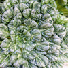 1000 TATSOI Brassica Rapa Rosularis Tat Soi Bok Choy Spinach Mustard Vegetable Seeds