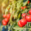 1 Oz Bulk Italian Tree Tomato Seeds – 'Trip L Crop' Seeds – 1 Ounce = Approx 9500 – photo 5