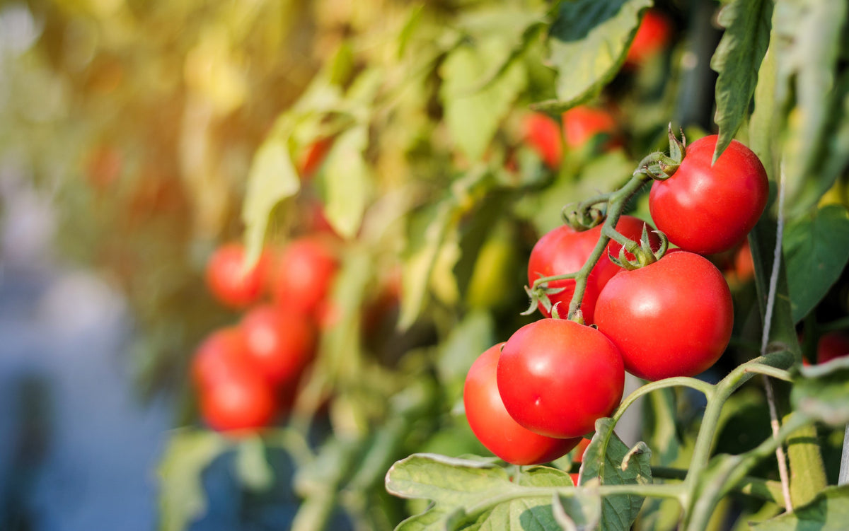 1 Oz Bulk Italian Tree Tomato Seeds – 'Trip L Crop' Seeds – 1 Ounce = Approx 9500 – photo 5