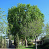 50 CHINESE ELM TREE (Lacebark) Ulmus Parvifolia Seeds