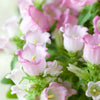 Mixed Colors Cup & Saucer (Canterbury Bells) Campanula Medium Flower Seeds – photo 6