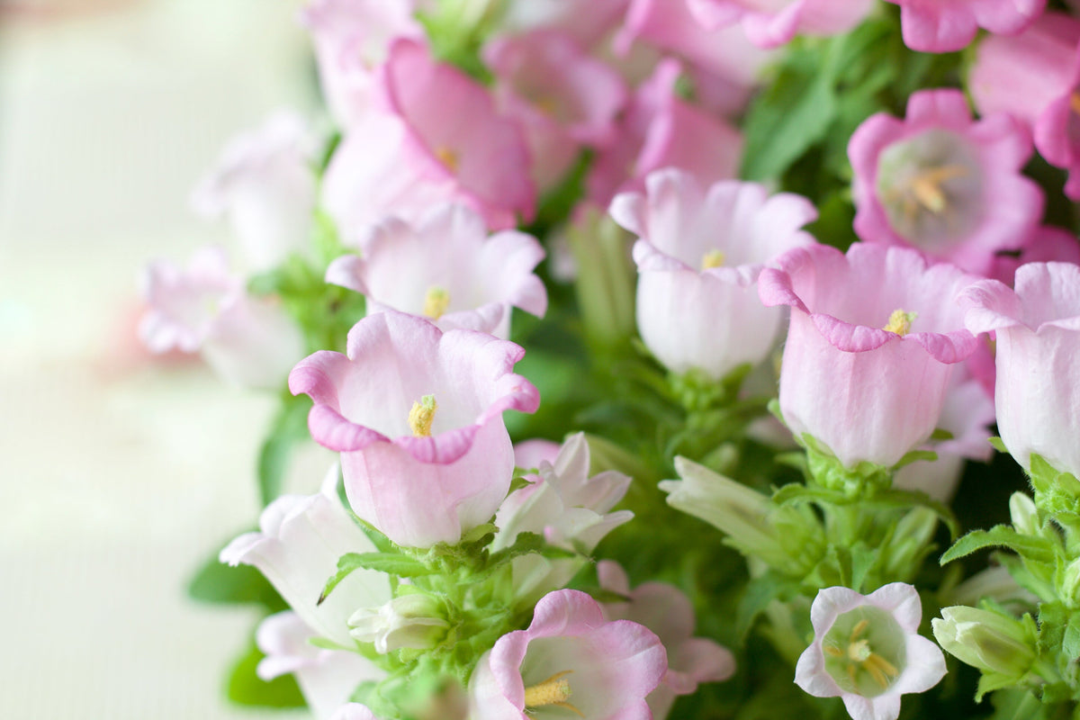 Mixed Colors Cup & Saucer (Canterbury Bells) Campanula Medium Flower Seeds – photo 6