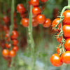 1 Oz Bulk Italian Tree Tomato Seeds – 'Trip L Crop' Seeds – 1 Ounce = Approx 9500 – photo 3