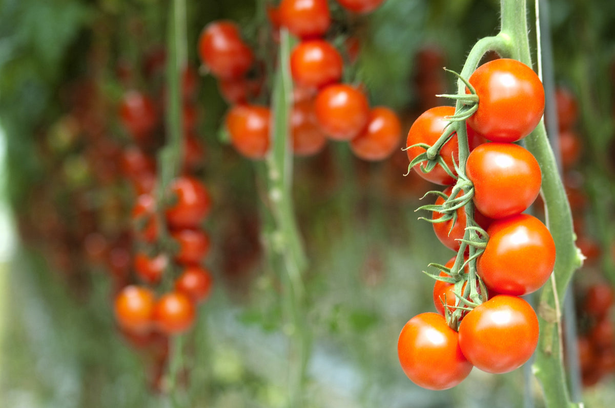 1 Oz Bulk Italian Tree Tomato Seeds – 'Trip L Crop' Seeds – 1 Ounce = Approx 9500 – photo 3