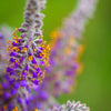 100 Purple LEAD PLANT Amorpha Canescens Wild Tea Downy Indigo Native Flower Seeds