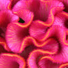 100 CORAL GARDENS Mix CELOSIA Cockscomb Celosia Argentea Cristata Flower Seeds