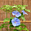 40 CARNEVALE di VENEZIA MORNING GLORY Pink & Purple with White Stripes Ipomoea Purpurea Flower Vine Seeds