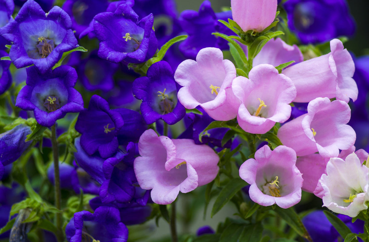 Mixed Colors Cup & Saucer (Canterbury Bells) Campanula Medium Flower Seeds – photo 2