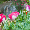 200 Organic AMPHORA POPPY Pink & White Papaver Somniferum Flower Seeds