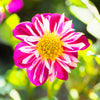 50 MIXED COLLARETTE DAHLIA Variabilis Two Tone Mix of Red Pink Purple White Yellow Maroon Peach Flower Seeds