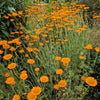 250 ORANGE MARGUERITE DAISY Anthemis Sancti-Johannis Cota Tinctoria St. John's Chamomile Dyer's Herb Paris Daisy Flower Seeds