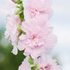 50 Dwarf Double HOLLYHOCK MAJORETTE MIX Alcea Rosea Red Pink White Maroon Yellow Mixed Color Flower Seeds