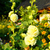 50 Dwarf Double HOLLYHOCK MAJORETTE MIX Alcea Rosea Red Pink White Maroon Yellow Mixed Color Flower Seeds