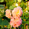 50 Dwarf Double HOLLYHOCK MAJORETTE MIX Alcea Rosea Red Pink White Maroon Yellow Mixed Color Flower Seeds