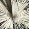 5 SILVER SAW PALMETTO Serenoa Repens American Dwarf Palm Tree Shrub Edible Fruit Sun or Shade Seeds
