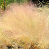 200 CLOUD GRASS Agrostis Nebulosa White Flower Tan Ornamental Grass Seeds