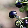 100 GARDEN HUCKLEBERRY (Ground Cherry) Solanum Melanocerasum Berry Fruit Bush Seeds