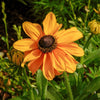 250 Dwarf MARMALADE RUDBECKIA Hirta Golden Orange Black Eyed Susan Gloriosa Daisy Flower Seeds