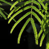 20 FEATHER TREE Fern of the Desert Feather Bush Lysiloma Thornberi Watsonii White Flower Shrub Seeds