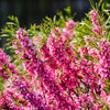 5 DWARF RUSSIAN ALMOND Prunus Tenella Rose Red Pink Fragrant Flower Shrub Seeds