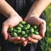 10 CUCAMELON Melothria Scabra Mouse Melon Mexican Gherkin Mini Watermelon Cucumber Fruit Vine Seeds