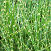 10 ZEBRA GRASS Variegated Maiden Grass Miscanthus Sinensis Zebrinus aka Chinese or Japanese Silver Grass / Plume Grass / Eulalia Seeds