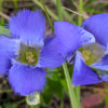 200 FRINGED GENTIAN Gentiana Crinita Gentianopsis Native Herb Blue Purple Flower Seeds