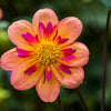 50 MIXED COLLARETTE DAHLIA Variabilis Two Tone Mix of Red Pink Purple White Yellow Maroon Peach Flower Seeds