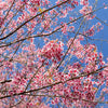 5 HIMALAYAN CHERRY Prunus Cerasoides Pink Flowers Red Fruit Tree Seeds