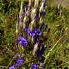 200 FRINGED GENTIAN Gentiana Crinita Gentianopsis Native Herb Blue Purple Flower Seeds