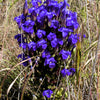 200 FRINGED GENTIAN Gentiana Crinita Gentianopsis Native Herb Blue Purple Flower Seeds