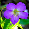 10 OREGON GERANIUM Oreganum Cranesbill Purple Native Flower Herb Seeds