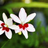 20 PAINTED PETALS FREESIA Mixed Colors Anomatheca Laxa Red Blue Pink White Purple Flower Seeds