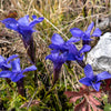 200 FRINGED GENTIAN Gentiana Crinita Gentianopsis Native Herb Blue Purple Flower Seeds