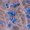20 NANNYBERRY SWEET VIBURNUM Lentago Shrub Tree Blue Black Berry Fruit White Flower Seeds
