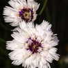 25 WHITE CUPID'S DART Love Plant Catananche Caerulea Flower Seeds